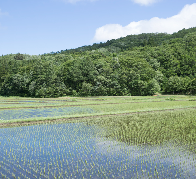 水田と土