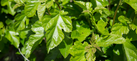 Mulberry/桑の葉
